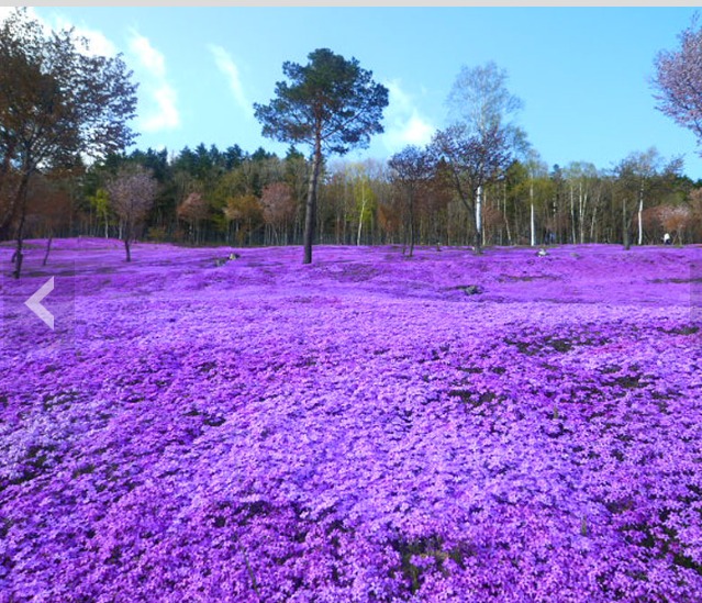purple-grass.jpg